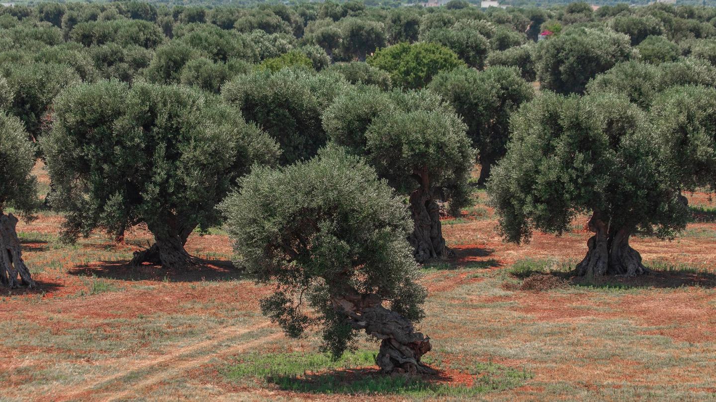 Uliveto in Puglia | Masseria La Piccola
