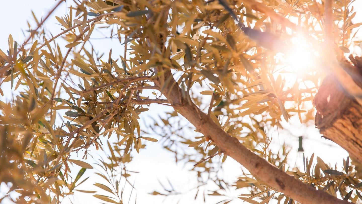 Uliveto in Puglia, La Residenza masseria